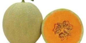 Kundan Muskmelon Seeds