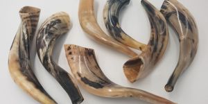 Natural RAM Horn Shofar
