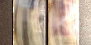 White Buffalo Horn Plate