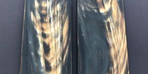 White Streak Buffalo Horn Plate