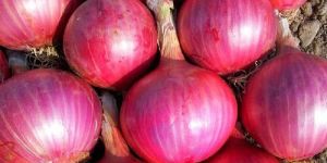 Red Onion