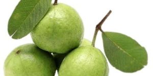 Guava