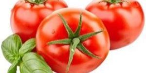 Tomato