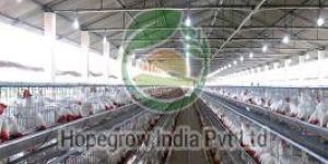 Chicken Farming Services