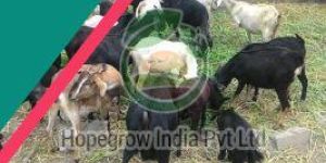 Live Black Bengal Goat