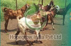 Live Sirohi Goat