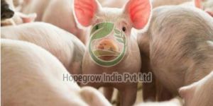 Pig Farming Services