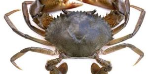 Mud Crab