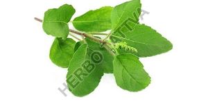 Tulsi Leaves Dry