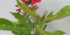 Jatropha Plant
