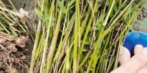 Balcooa Rhizome Plants