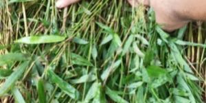 Bambusa Balcooa Bamboo Plant