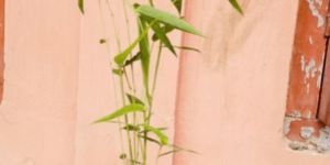 Dendrocalamus Giganteus Bamboo Plant