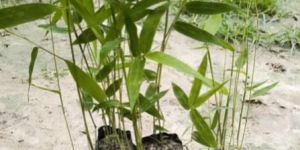 Bambusa Tulda Bamboo Plant