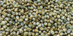 Bajra Seeds