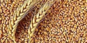 Organic Wheat Seeds