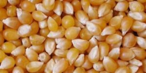 Poultry Feed Yellow Maize