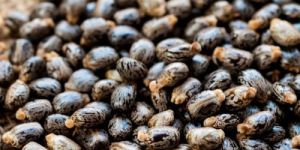 Castor Seeds