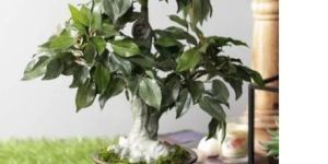 Artificial Bonsai Plant