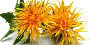 Safflower Oil