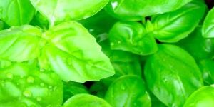 Sweet Basil Oil