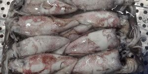 Frozen Squid Whole Round