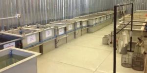 Silver Plating Plants