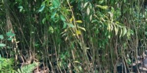 Grafted Orange Plant