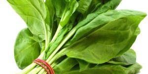 Fresh Spinach Leaves