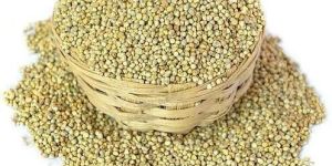 Pearl Millet Seeds