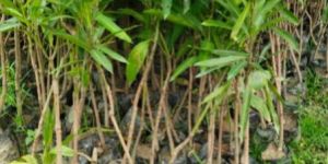 Amprapali Mango Budded