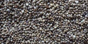 Hemp Seeds