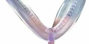 Ladies Transparent PVC Slipper Strap