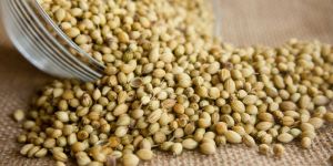 Coriander Seeds