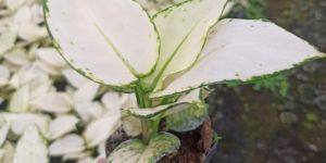 Aglaonema Super White Small Plant