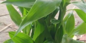 Lucky Bamboo Plant