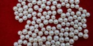 Freshwater Pearl Bead
