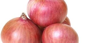 Garva Onion