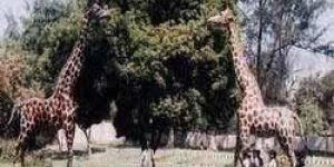 Fiberglass Giraffes Statue