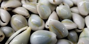 Cowrie Natural Seashell