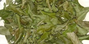 Organic Curry Leaves
