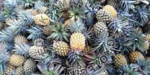 Fresh Pineapple