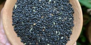 Natural Basil Seeds