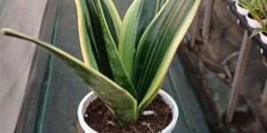 Dracaena Trifasciata Snake Plant