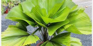 Fan Palm Plant