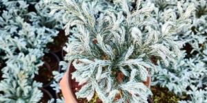 Himalayan Blue Pine Plant