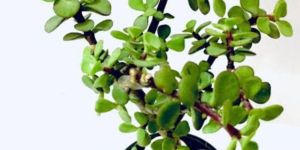 Jade Plant