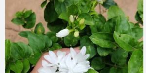 Jasmine Plant