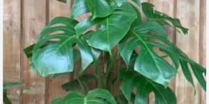 Monstera Plant
