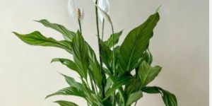 Peace Lily Plant